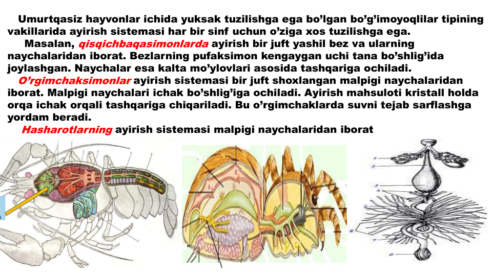 Umurtqasiz hayvonlar ichida yuksak tuzilishga ega bo’lgan bo’g’imoyoqlilar tipining
vakillarida ayirish sistemasi har bir sinf uchun o’ziga xos tuzilishga ega. 
Masalan, qisqichbaqasimonlarda ayirish bir juft yashil bez va ularning
naychalaridan iborat. Bezlarning pufaksimon kengaygan uchi tana bo’shlig’ida
joylashgan. Naychalar esa kalta mo’ylovlari asosida tashqariga ochiladi.
O’rgimchaksimonlar ayirish sistemasi bir juft shoxlangan malpigi naychalaridan
iborat. Malpigi naychalari ichak bo’shlig’iga ochiladi. Ayirish mahsuloti kristall holda
orqa ichak orqali tashqariga chiqariladi. Bu o’rgimchaklarda suvni tejab sarflashga
yordam beradi.
Hasharotlarning ayirish sistemasi malpigi naychalaridan iborat
