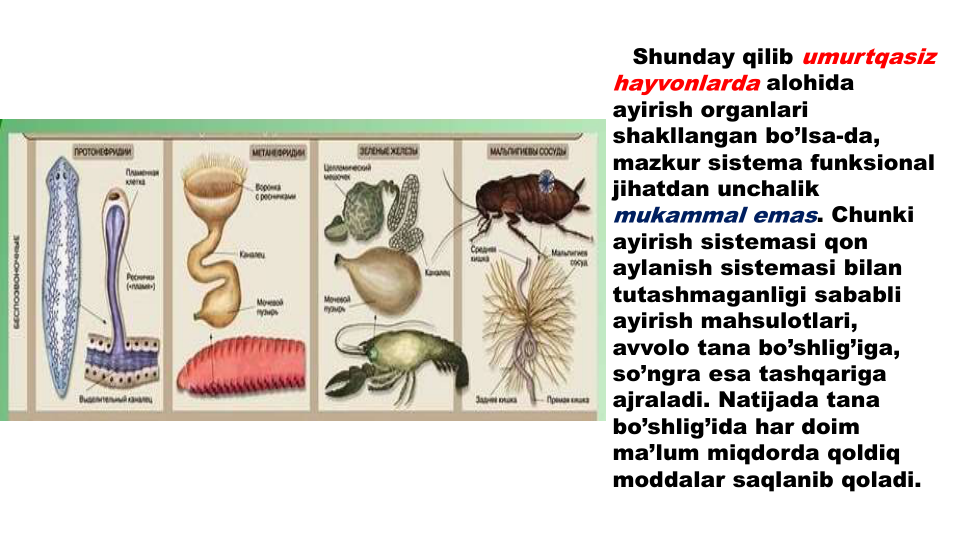 Shunday qilib umurtqasiz
hayvonlarda alohida
ayirish organlari
shakllangan bo’lsa-da, 
mazkur sistema funksional
jihatdan unchalik
mukammal emas. Chunki
ayirish sistemasi qon
aylanish sistemasi bilan
tutashmaganligi sababli
ayirish mahsulotlari, 
avvolo tana bo’shlig’iga, 
so’ngra esa tashqariga
ajraladi. Natijada tana
bo’shlig’ida har doim
ma’lum miqdorda qoldiq
moddalar saqlanib qoladi.
