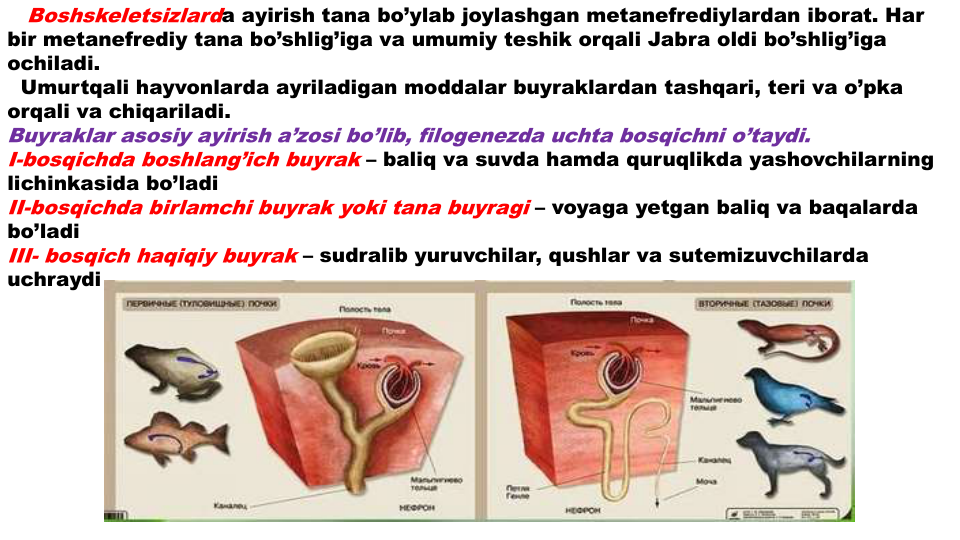 Boshskeletsizlarda ayirish tana bo’ylab joylashgan metanefrediylardan iborat. Har
bir metanefrediy tana bo’shlig’iga va umumiy teshik orqali Jabra oldi bo’shlig’iga
ochiladi.
Umurtqali hayvonlarda ayriladigan moddalar buyraklardan tashqari, teri va o’pka
orqali va chiqariladi.
Buyraklar asosiy ayirish a’zosi bo’lib, filogenezda uchta bosqichni o’taydi.
I-bosqichda boshlang’ich buyrak – baliq va suvda hamda quruqlikda yashovchilarning
lichinkasida bo’ladi
II-bosqichda birlamchi buyrak yoki tana buyragi – voyaga yetgan baliq va baqalarda
bo’ladi
III- bosqich haqiqiy buyrak – sudralib yuruvchilar, qushlar va sutemizuvchilarda
uchraydi
