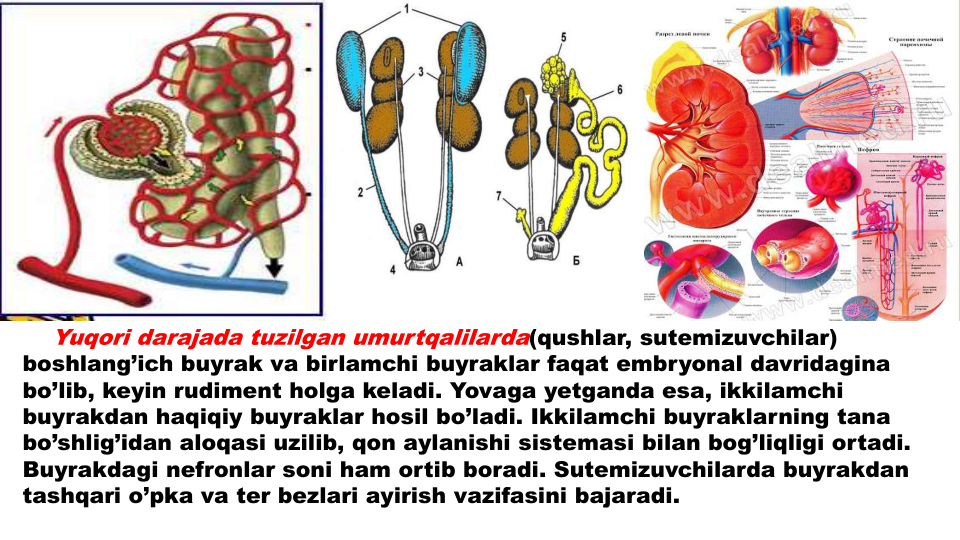 Yuqori darajada tuzilgan umurtqalilarda(qushlar, sutemizuvchilar) 
boshlang’ich buyrak va birlamchi buyraklar faqat embryonal davridagina
bo’lib, keyin rudiment holga keladi. Yovaga yetganda esa, ikkilamchi
buyrakdan haqiqiy buyraklar hosil bo’ladi. Ikkilamchi buyraklarning tana
bo’shlig’idan aloqasi uzilib, qon aylanishi sistemasi bilan bog’liqligi ortadi. 
Buyrakdagi nefronlar soni ham ortib boradi. Sutemizuvchilarda buyrakdan
tashqari o’pka va ter bezlari ayirish vazifasini bajaradi.
