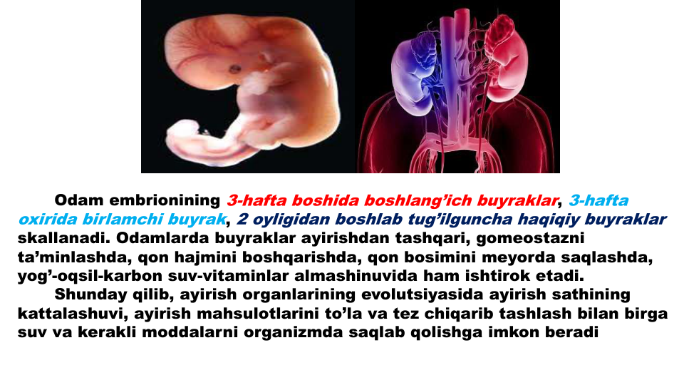 Odam embrionining 3-hafta boshida boshlang’ich buyraklar, 3-hafta 
oxirida birlamchi buyrak, 2 oyligidan boshlab tug’ilguncha haqiqiy buyraklar
skallanadi. Odamlarda buyraklar ayirishdan tashqari, gomeostazni
ta’minlashda, qon hajmini boshqarishda, qon bosimini meyorda saqlashda, 
yog’-oqsil-karbon suv-vitaminlar almashinuvida ham ishtirok etadi.
Shunday qilib, ayirish organlarining evolutsiyasida ayirish sathining
kattalashuvi, ayirish mahsulotlarini to’la va tez chiqarib tashlash bilan birga
suv va kerakli moddalarni organizmda saqlab qolishga imkon beradi
