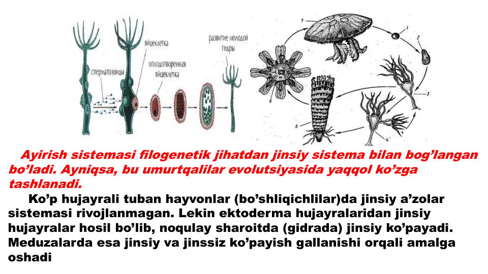 Ayirish sistemasi filogenetik jihatdan jinsiy sistema bilan bog’langan
bo’ladi. Ayniqsa, bu umurtqalilar evolutsiyasida yaqqol ko’zga
tashlanadi.
Ko’p hujayrali tuban hayvonlar (bo’shliqichlilar)da jinsiy a’zolar
sistemasi rivojlanmagan. Lekin ektoderma hujayralaridan jinsiy
hujayralar hosil bo’lib, noqulay sharoitda (gidrada) jinsiy ko’payadi. 
Meduzalarda esa jinsiy va jinssiz ko’payish gallanishi orqali amalga
oshadi
