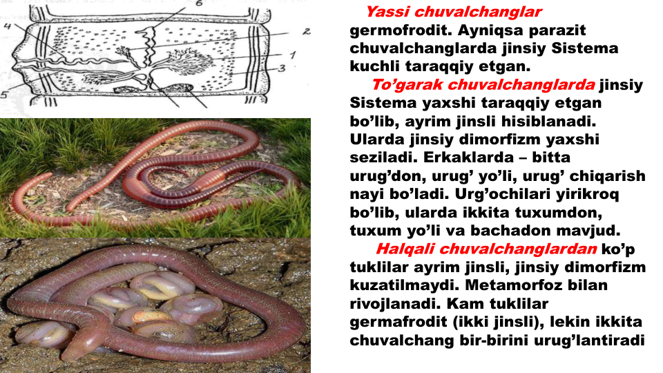 Yassi chuvalchanglar
germofrodit. Ayniqsa parazit
chuvalchanglarda jinsiy Sistema 
kuchli taraqqiy etgan.
To’garak chuvalchanglarda jinsiy
Sistema yaxshi taraqqiy etgan
bo’lib, ayrim jinsli hisiblanadi. 
Ularda jinsiy dimorfizm yaxshi
seziladi. Erkaklarda – bitta
urug’don, urug’ yo’li, urug’ chiqarish
nayi bo’ladi. Urg’ochilari yirikroq
bo’lib, ularda ikkita tuxumdon, 
tuxum yo’li va bachadon mavjud.
Halqali chuvalchanglardan ko’p
tuklilar ayrim jinsli, jinsiy dimorfizm
kuzatilmaydi. Metamorfoz bilan
rivojlanadi. Kam tuklilar
germafrodit (ikki jinsli), lekin ikkita
chuvalchang bir-birini urug’lantiradi
