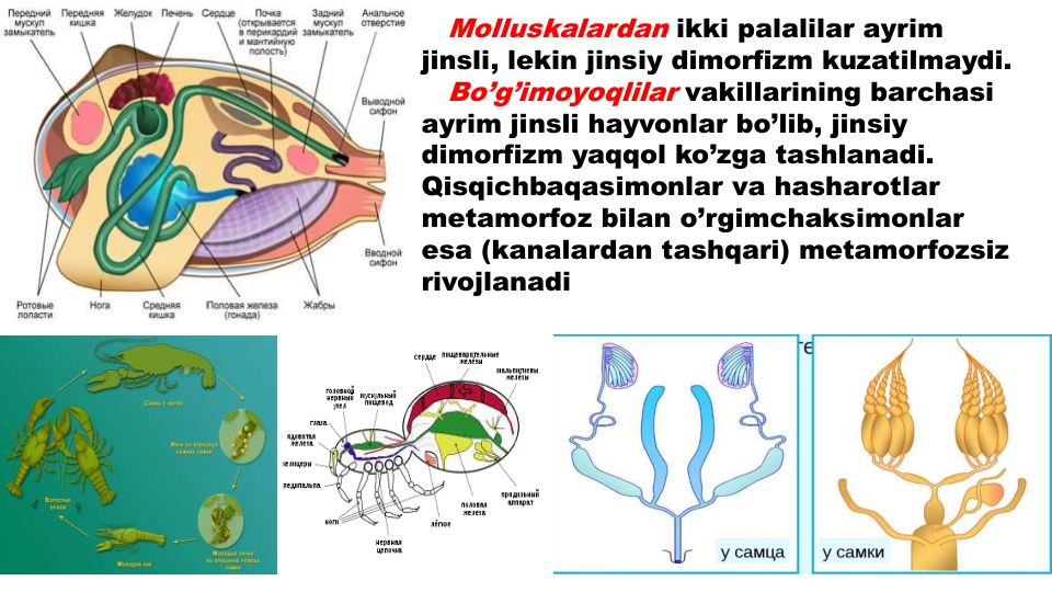 Molluskalardan ikki palalilar ayrim
jinsli, lekin jinsiy dimorfizm kuzatilmaydi.
Bo’g’imoyoqlilar vakillarining barchasi
ayrim jinsli hayvonlar bo’lib, jinsiy
dimorfizm yaqqol ko’zga tashlanadi. 
Qisqichbaqasimonlar va hasharotlar
metamorfoz bilan o’rgimchaksimonlar
esa (kanalardan tashqari) metamorfozsiz
rivojlanadi
