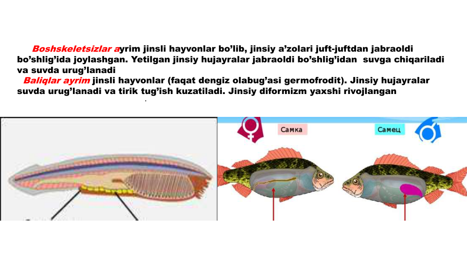 .
Boshskeletsizlar ayrim jinsli hayvonlar bo’lib, jinsiy a’zolari juft-juftdan jabraoldi
bo’shlig’ida joylashgan. Yetilgan jinsiy hujayralar jabraoldi bo’shlig’idan suvga chiqariladi
va suvda urug’lanadi
Baliqlar ayrim jinsli hayvonlar (faqat dengiz olabug’asi germofrodit). Jinsiy hujayralar
suvda urug’lanadi va tirik tug’ish kuzatiladi. Jinsiy diformizm yaxshi rivojlangan
