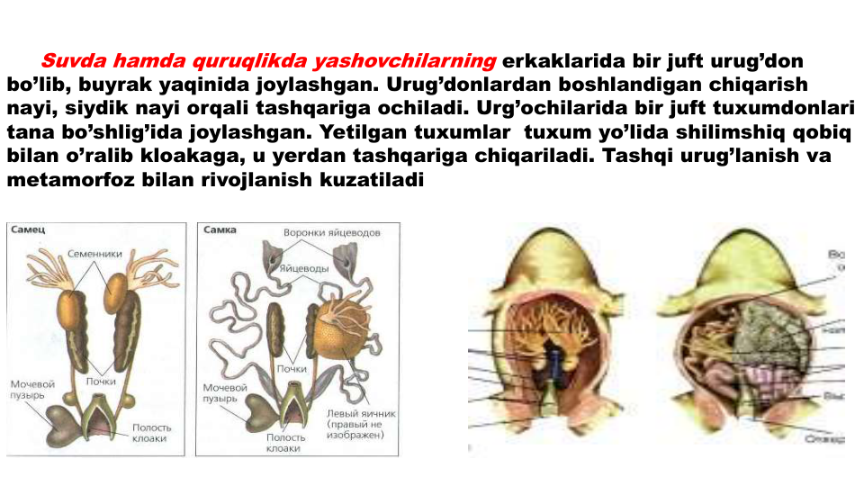 Suvda hamda quruqlikda yashovchilarning erkaklarida bir juft urug’don
bo’lib, buyrak yaqinida joylashgan. Urug’donlardan boshlandigan chiqarish
nayi, siydik nayi orqali tashqariga ochiladi. Urg’ochilarida bir juft tuxumdonlari
tana bo’shlig’ida joylashgan. Yetilgan tuxumlar tuxum yo’lida shilimshiq qobiq
bilan o’ralib kloakaga, u yerdan tashqariga chiqariladi. Tashqi urug’lanish va
metamorfoz bilan rivojlanish kuzatiladi
