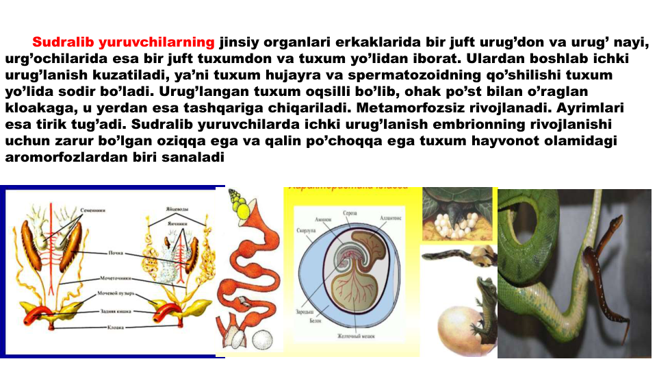 Sudralib yuruvchilarning jinsiy organlari erkaklarida bir juft urug’don va urug’ nayi, 
urg’ochilarida esa bir juft tuxumdon va tuxum yo’lidan iborat. Ulardan boshlab ichki
urug’lanish kuzatiladi, ya’ni tuxum hujayra va spermatozoidning qo’shilishi tuxum
yo’lida sodir bo’ladi. Urug’langan tuxum oqsilli bo’lib, ohak po’st bilan o’raglan
kloakaga, u yerdan esa tashqariga chiqariladi. Metamorfozsiz rivojlanadi. Ayrimlari
esa tirik tug’adi. Sudralib yuruvchilarda ichki urug’lanish embrionning rivojlanishi
uchun zarur bo’lgan oziqqa ega va qalin po’choqqa ega tuxum hayvonot olamidagi
aromorfozlardan biri sanaladi
