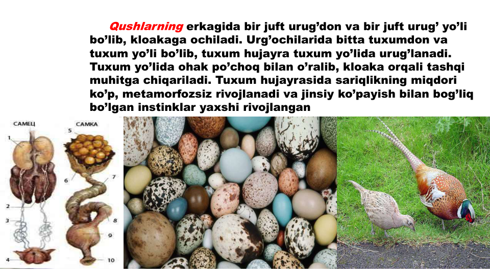 Qushlarning erkagida bir juft urug’don va bir juft urug’ yo’li
bo’lib, kloakaga ochiladi. Urg’ochilarida bitta tuxumdon va
tuxum yo’li bo’lib, tuxum hujayra tuxum yo’lida urug’lanadi. 
Tuxum yo’lida ohak po’choq bilan o’ralib, kloaka orqali tashqi
muhitga chiqariladi. Tuxum hujayrasida sariqlikning miqdori
ko’p, metamorfozsiz rivojlanadi va jinsiy ko’payish bilan bog’liq
bo’lgan instinklar yaxshi rivojlangan
