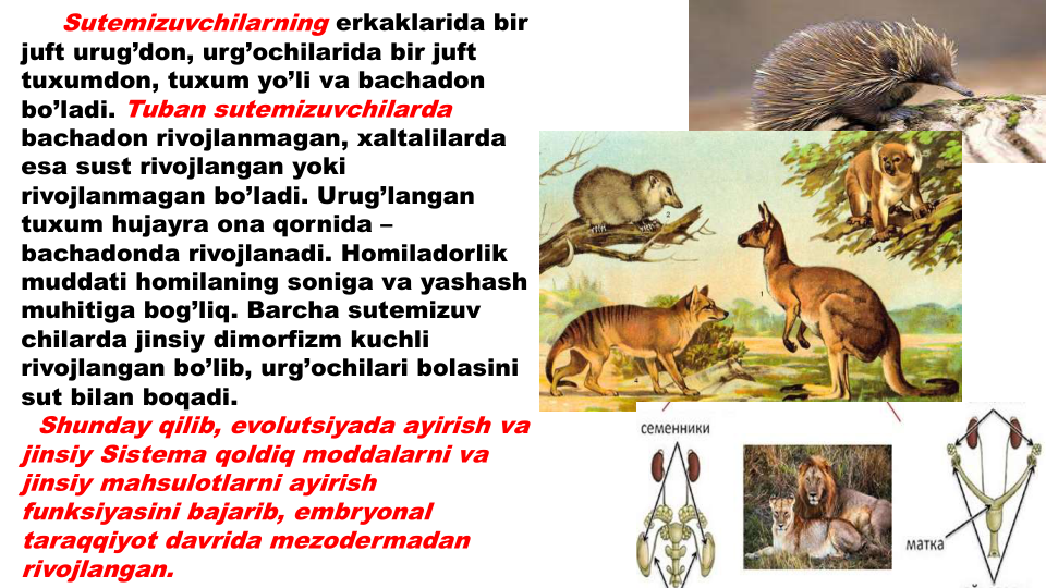 Sutemizuvchilarning erkaklarida bir
juft urug’don, urg’ochilarida bir juft
tuxumdon, tuxum yo’li va bachadon
bo’ladi. Tuban sutemizuvchilarda
bachadon rivojlanmagan, xaltalilarda
esa sust rivojlangan yoki
rivojlanmagan bo’ladi. Urug’langan
tuxum hujayra ona qornida –
bachadonda rivojlanadi. Homiladorlik
muddati homilaning soniga va yashash
muhitiga bog’liq. Barcha sutemizuv
chilarda jinsiy dimorfizm kuchli
rivojlangan bo’lib, urg’ochilari bolasini
sut bilan boqadi.
Shunday qilib, evolutsiyada ayirish va
jinsiy Sistema qoldiq moddalarni va
jinsiy mahsulotlarni ayirish
funksiyasini bajarib, embryonal 
taraqqiyot davrida mezodermadan
rivojlangan.
