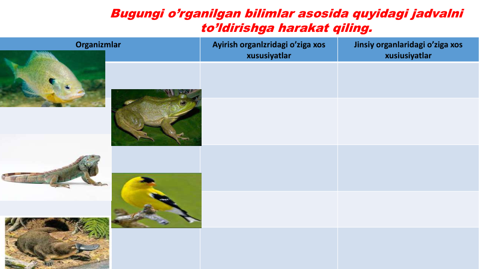 Bugungi o’rganilgan bilimlar asosida quyidagi jadvalni
to’ldirishga harakat qiling.
Organizmlar
Ayirish organlzridagi o’ziga xos
xususiyatlar
Jinsiy organlaridagi o’ziga xos
xusiusiyatlar
