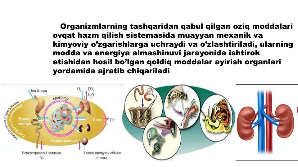 Organizmlarning tashqaridan qabul qilgan oziq moddalari
ovqat hazm qilish sistemasida muayyan mexanik va
kimyoviy o’zgarishlarga uchraydi va o’zlashtiriladi, ularning
modda va energiya almashinuvi jarayonida ishtirok
etishidan hosil bo’lgan qoldiq moddalar ayirish organlari
yordamida ajratib chiqariladi
