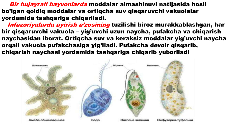 Bir hujayrali hayvonlarda moddalar almashinuvi natijasida hosil
bo’lgan qoldiq moddalar va ortiqcha suv qisqaruvchi vakuolalar
yordamida tashqariga chiqariladi.
Infuzoriyalarda ayirish a’zosining tuzilishi biroz murakkablashgan, har
bir qisqaruvchi vakuola – yig’uvchi uzun naycha, pufakcha va chiqarish
naychasidan iborat. Ortiqcha suv va keraksiz moddalar yig’uvchi naycha
orqali vakuola pufakchasiga yig’iladi. Pufakcha devoir qisqarib, 
chiqarish naychasi yordamida tashqariga chiqarib yuboriladi
