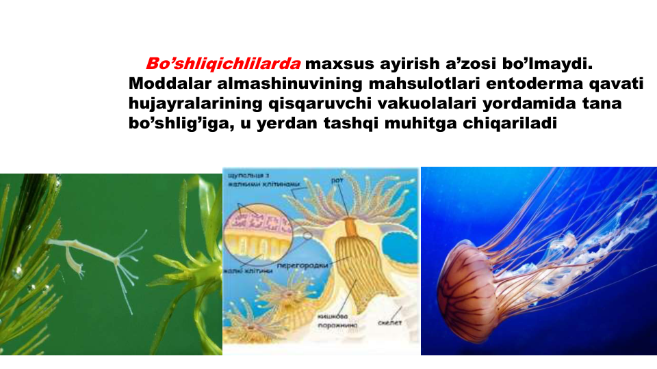 Bo’shliqichlilarda maxsus ayirish a’zosi bo’lmaydi. 
Moddalar almashinuvining mahsulotlari entoderma qavati
hujayralarining qisqaruvchi vakuolalari yordamida tana
bo’shlig’iga, u yerdan tashqi muhitga chiqariladi
