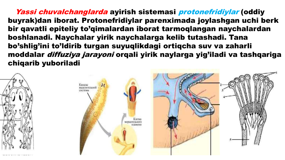 Yassi chuvalchanglarda ayirish sistemasi protonefridiylar (oddiy
buyrak)dan iborat. Protonefridiylar parenximada joylashgan uchi berk
bir qavatli epiteliy to’qimalardan iborat tarmoqlangan naychalardan
boshlanadi. Naychalar yirik naychalarga kelib tutashadi. Tana
bo’shlig’ini to’ldirib turgan suyuqlikdagi ortiqcha suv va zaharli
moddalar diffuziya jarayoni orqali yirik naylarga yig’iladi va tashqariga
chiqarib yuboriladi
