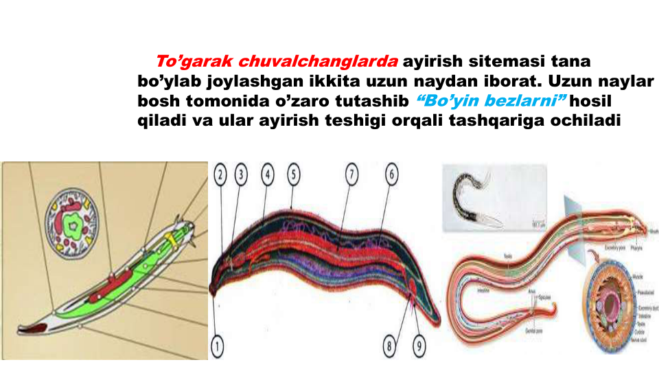 To’garak chuvalchanglarda ayirish sitemasi tana
bo’ylab joylashgan ikkita uzun naydan iborat. Uzun naylar
bosh tomonida o’zaro tutashib “Bo’yin bezlarni” hosil
qiladi va ular ayirish teshigi orqali tashqariga ochiladi
