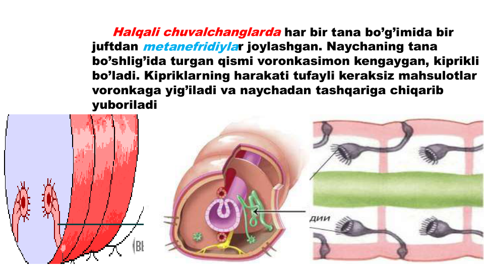 Halqali chuvalchanglarda har bir tana bo’g’imida bir
juftdan metanefridiylar joylashgan. Naychaning tana
bo’shlig’ida turgan qismi voronkasimon kengaygan, kiprikli
bo’ladi. Kipriklarning harakati tufayli keraksiz mahsulotlar
voronkaga yig’iladi va naychadan tashqariga chiqarib
yuboriladi
