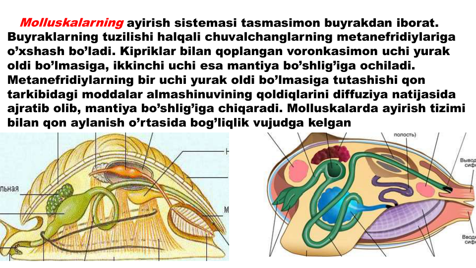 Molluskalarning ayirish sistemasi tasmasimon buyrakdan iborat. 
Buyraklarning tuzilishi halqali chuvalchanglarning metanefridiylariga
o’xshash bo’ladi. Kipriklar bilan qoplangan voronkasimon uchi yurak
oldi bo’lmasiga, ikkinchi uchi esa mantiya bo’shlig’iga ochiladi. 
Metanefridiylarning bir uchi yurak oldi bo’lmasiga tutashishi qon
tarkibidagi moddalar almashinuvining qoldiqlarini diffuziya natijasida
ajratib olib, mantiya bo’shlig’iga chiqaradi. Molluskalarda ayirish tizimi
bilan qon aylanish o’rtasida bog’liqlik vujudga kelgan
