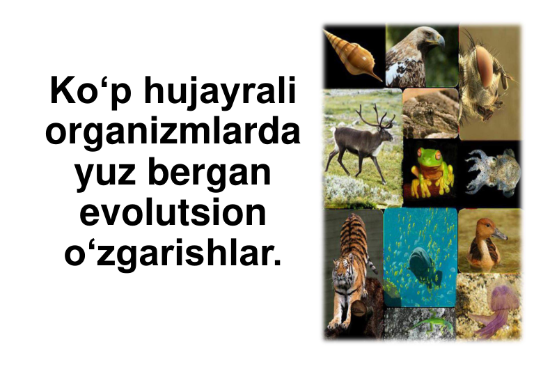 Ko‘p hujayrali 
organizmlarda 
yuz bergan 
evolutsion 
o‘zgarishlar.
