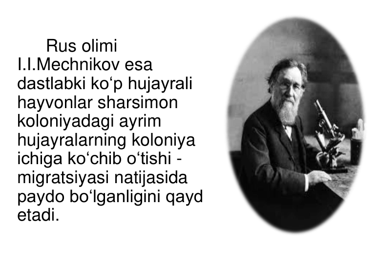 Rus olimi 
I.I.Mechnikov esa 
dastlabki ko‘p hujayrali 
hayvonlar sharsimon 
koloniyadagi ayrim 
hujayralarning koloniya 
ichiga ko‘chib o‘tishi - 
migratsiyasi natijasida 
paydo bo‘lganligini qayd 
etadi. 
