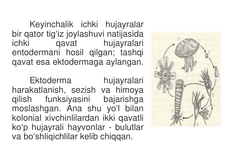 Keyinchalik ichki hujayralar 
bir qator tig‘iz joylashuvi natijasida 
ichki 
qavat 
hujayralari 
entodermani hosil qilgan; tashqi 
qavat esa ektodermaga aylangan. 
Ektoderma 
hujayralari 
harakatlanish, sezish va himoya 
qilish 
funksiyasini 
bajarishga 
moslashgan. Ana shu yo‘l bilan 
kolonial xivchinlilardan ikki qavatli 
ko‘p hujayrali hayvonlar - bulutlar 
va bo‘shliqichlilar kelib chiqqan. 
