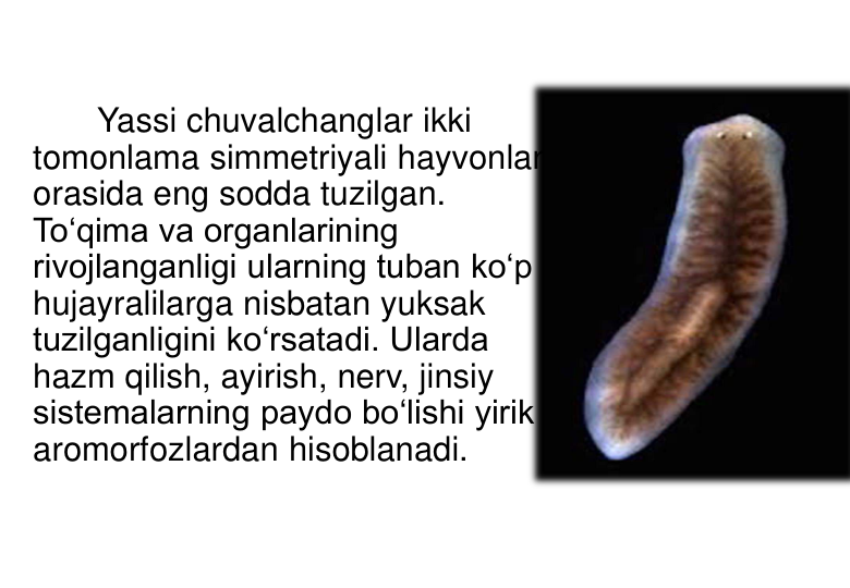 Yassi chuvalchanglar ikki 
tomonlama simmetriyali hayvonlar 
orasida eng sodda tuzilgan. 
To‘qima va organlarining 
rivojlanganligi ularning tuban ko‘p 
hujayralilarga nisbatan yuksak 
tuzilganligini ko‘rsatadi. Ularda 
hazm qilish, ayirish, nerv, jinsiy 
sistemalarning paydo bo‘lishi yirik 
aromorfozlardan hisoblanadi. 
