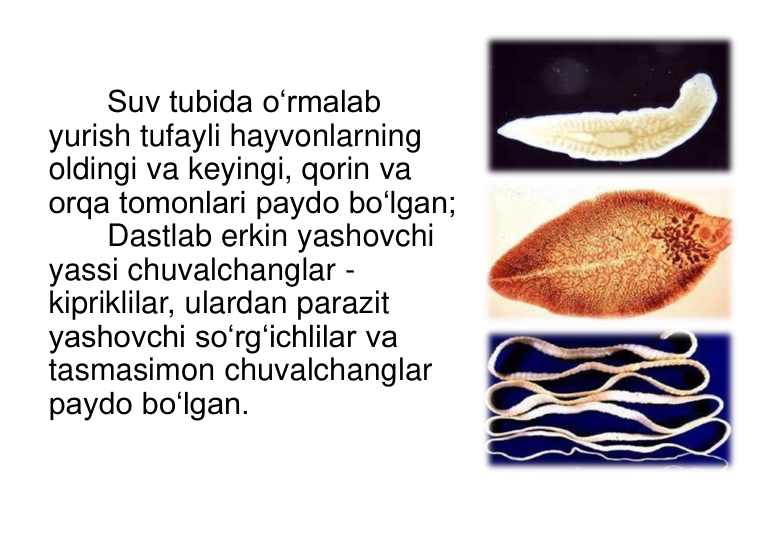 Suv tubida o‘rmalab 
yurish tufayli hayvonlarning 
oldingi va keyingi, qorin va 
orqa tomonlari paydo bo‘lgan; 
Dastlab erkin yashovchi 
yassi chuvalchanglar - 
kipriklilar, ulardan parazit 
yashovchi so‘rg‘ichlilar va 
tasmasimon chuvalchanglar 
paydo bo‘lgan.
