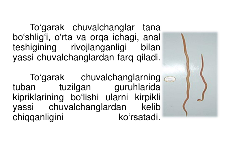 To‘garak chuvalchanglar tana 
bo‘shlig‘i, o‘rta va orqa ichagi, anal 
teshigining 
rivojlanganligi 
bilan 
yassi chuvalchanglardan farq qiladi. 
To‘garak 
chuvalchanglarning 
tuban 
tuzilgan 
guruhlarida 
kipriklarining bo‘lishi ularni kirpikli 
yassi 
chuvalchanglardan 
kelib 
chiqqanligini 
ko‘rsatadi.
