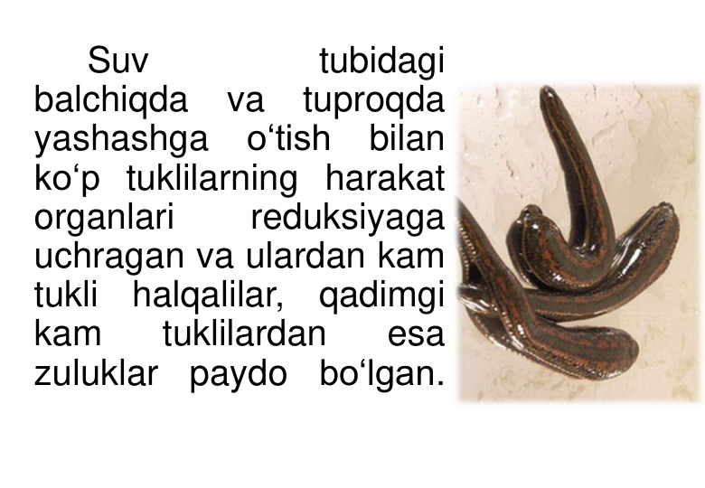 Suv 
tubidagi 
balchiqda va tuproqda 
yashashga o‘tish bilan 
ko‘p tuklilarning harakat 
organlari 
reduksiyaga 
uchragan va ulardan kam 
tukli halqalilar, qadimgi 
kam 
tuklilardan 
esa 
zuluklar paydo bo‘lgan.
