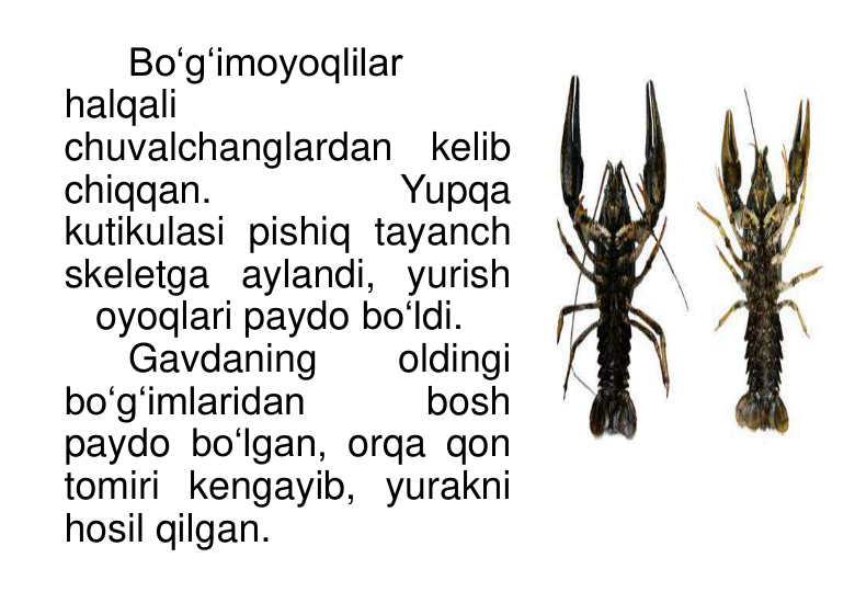 Bo‘g‘imoyoqlilar 
halqali 
chuvalchanglardan kelib 
chiqqan. 
Yupqa
kutikulasi pishiq tayanch 
skeletga aylandi, yurish 
oyoqlari paydo bo‘ldi. 
Gavdaning 
oldingi 
bo‘g‘imlaridan 
bosh 
paydo bo‘lgan, orqa qon 
tomiri kengayib, yurakni 
hosil qilgan. 
