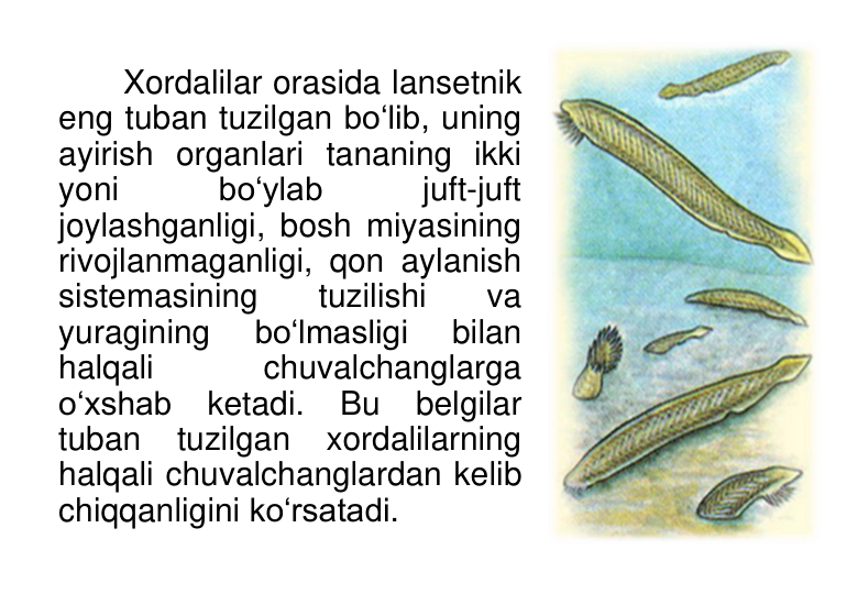 Xordalilar orasida lansetnik 
eng tuban tuzilgan bo‘lib, uning 
ayirish organlari tananing ikki 
yoni 
bo‘ylab 
juft-juft 
joylashganligi, bosh miyasining 
rivojlanmaganligi, qon aylanish 
sistemasining 
tuzilishi 
va 
yuragining 
bo‘lmasligi 
bilan 
halqali 
chuvalchanglarga 
o‘xshab ketadi. Bu belgilar 
tuban 
tuzilgan 
xordalilarning 
halqali chuvalchanglardan kelib 
chiqqanligini ko‘rsatadi.
