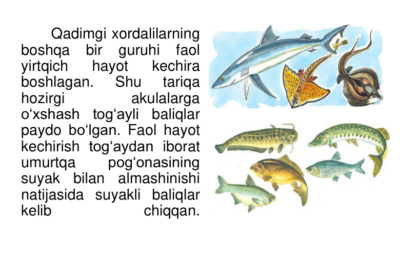 Qadimgi xordalilarning 
boshqa 
bir guruhi 
faol 
yirtqich 
hayot 
kechira 
boshlagan. 
Shu 
tariqa 
hozirgi 
akulalarga 
o‘xshash tog‘ayli baliqlar 
paydo bo‘lgan. Faol hayot 
kechirish tog‘aydan iborat 
umurtqa 
pog‘onasining 
suyak bilan almashinishi 
natijasida suyakli baliqlar 
kelib 
chiqqan.
