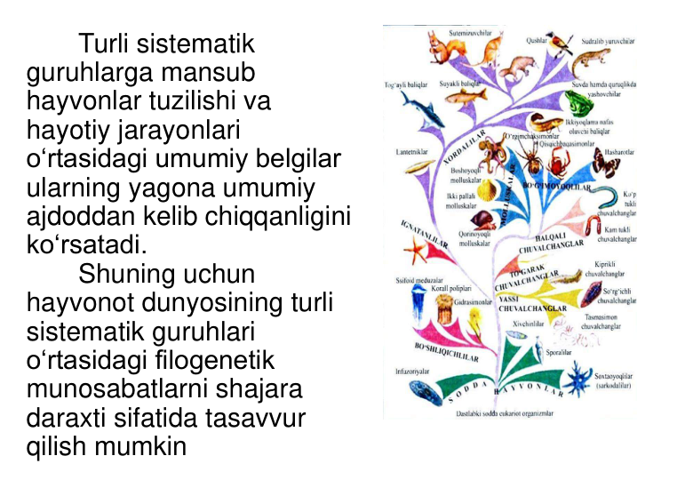 Turli sistematik 
guruhlarga mansub 
hayvonlar tuzilishi va 
hayotiy jarayonlari 
o‘rtasidagi umumiy belgilar 
ularning yagona umumiy 
ajdoddan kelib chiqqanligini 
ko‘rsatadi. 
Shuning uchun 
hayvonot dunyosining turli 
sistematik guruhlari 
o‘rtasidagi filogenetik 
munosabatlarni shajara 
daraxti sifatida tasavvur 
qilish mumkin 
