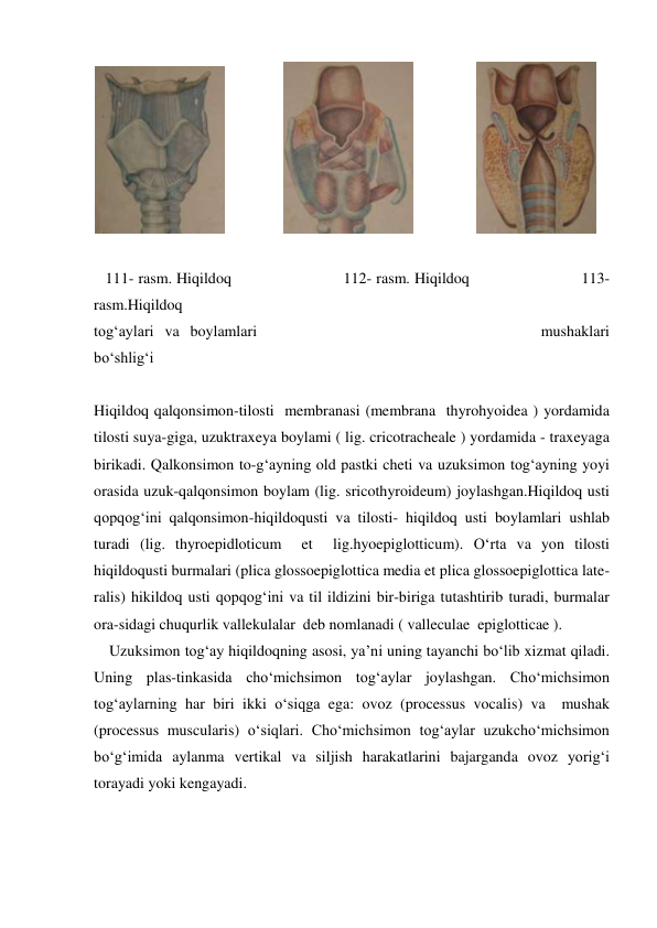                
                
 
 
   111- rasm. Hiqildoq                         112- rasm. Hiqildoq                         113- 
rasm.Hiqildoq  
tog‘aylari va boylamlari                          mushaklari             
bo‘shlig‘i   
          
Hiqildoq qalqonsimon-tilosti  membranasi (membrana  thyrohyoidea ) yordamida 
tilosti suya-giga, uzuktraxeya boylami ( lig. cricotracheale ) yordamida - traxeyaga 
birikadi. Qalkonsimon to-g‘ayning old pastki cheti va uzuksimon tog‘ayning yoyi 
orasida uzuk-qalqonsimon boylam (lig. sricothyroideum) joylashgan.Hiqildoq usti 
qopqog‘ini qalqonsimon-hiqildoqusti va tilosti- hiqildoq usti boylamlari ushlab 
turadi (lig. thyroepidloticum  et  lig.hyoepiglotticum). O‘rta va yon tilosti 
hiqildoqusti burmalari (plica glossoepiglottica media et plica glossoepiglottica late-
ralis) hikildoq usti qopqog‘ini va til ildizini bir-biriga tutashtirib turadi, burmalar 
ora-sidagi chuqurlik vallekulalar  deb nomlanadi ( valleculae  epiglotticae ). 
    Uzuksimon tog‘ay hiqildoqning asosi, ya’ni uning tayanchi bo‘lib xizmat qiladi. 
Uning plas-tinkasida cho‘michsimon tog‘aylar joylashgan. Cho‘michsimon 
tog‘aylarning har biri ikki o‘siqga ega: ovoz (processus vocalis) va  mushak 
(processus muscularis) o‘siqlari. Cho‘michsimon tog‘aylar uzukcho‘michsimon 
bo‘g‘imida aylanma vertikal va siljish harakatlarini bajarganda ovoz yorig‘i 
torayadi yoki kengayadi. 
