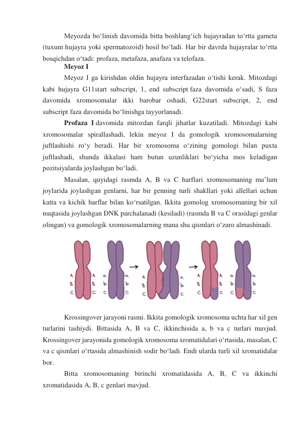 Meyozda boʻlinish davomida bitta boshlangʻich hujayradan toʻrtta gameta 
(tuxum hujayra yoki spermatozoid) hosil boʻladi. Har bir davrda hujayralar toʻrtta 
bosqichdan oʻtadi: profaza, metafaza, anafaza va telofaza. 
Meyoz I 
Meyoz I ga kirishdan oldin hujayra interfazadan oʻtishi kerak. Mitozdagi 
kabi hujayra G11start subscript, 1, end subscript faza davomida oʻsadi, S faza 
davomida xromosomalar ikki barobar oshadi, G22start subscript, 2, end 
subscript faza davomida boʻlinishga tayyorlanadi. 
Profaza I davomida mitozdan farqli jihatlar kuzatiladi. Mitozdagi kabi 
xromosomalar spirallashadi, lekin meyoz I da gomologik xromosomalarning 
juftlashishi roʻy beradi. Har bir xromosoma oʻzining gomologi bilan puxta 
juftlashadi, shunda ikkalasi ham butun uzunliklari boʻyicha mos keladigan 
pozitsiyalarda joylashgan boʻladi. 
Masalan, quyidagi rasmda A, B va C harflari xromosomaning maʼlum 
joylarida joylashgan genlarni, har bir genning turli shakllari yoki allellari uchun 
katta va kichik harflar bilan koʻrsatilgan. Ikkita gomolog xromosomaning bir xil 
nuqtasida joylashgan DNK parchalanadi (kesiladi) (rasmda B va C orasidagi genlar 
olingan) va gomologik xromosomalarning mana shu qismlari oʻzaro almashinadi. 
 
Krossingover jarayoni rasmi. Ikkita gomologik xromosoma uchta har xil gen 
turlarini tashiydi. Bittasida A, B va C, ikkinchisida a, b va c turlari mavjud. 
Krossingover jarayonida gomologik xromosoma xromatidalari oʻrtasida, masalan, C 
va c qismlari oʻrtasida almashinish sodir boʻladi. Endi ularda turli xil xromatidalar 
bor. 
Bitta xromosomaning birinchi xromatidasida A, B, C va ikkinchi 
xromatidasida A, B, c genlari mavjud. 
