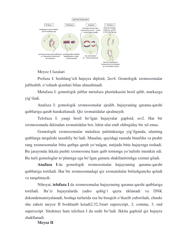  
Meyoz I fazalari 
Profaza I: boshlangʻich hujayra diploid, 2n=4. Gomologik xromosomalar 
juftlashib, oʻxshash qismlari bilan almashinadi. 
Metafaza I: gomologik juftlar metafaza plastinkasini hosil qilib, markazga 
yigʻiladi. 
Anafaza I: gomologik xromosomalar ajralib, hujayraning qarama-qarshi 
qutblariga qarab harakatlanadi. Qiz xromatidalar ajralmaydi. 
Telofaza I: yangi hosil boʻlgan hujayralar gaploid, n=2. Har bir 
xromosomada ikkitadan xromatidalar bor, lekin ular endi oldingiday bir xil emas. 
Gomologik xromosomalar metafaza palstinkasiga yigʻilganda, ularning 
qutblarga tarqalishi tasodifiy boʻladi. Masalan, quyidagi rasmda binafsha va pushti 
rang xromosomalar bitta qutbga qarab yoʻnalgan, natijada bitta hujayraga tushadi. 
Bu jarayonda ikkala pushti xromosoma ham qutb tomonga yoʻnalishi mumkin edi. 
Bu turli gomologlar toʻplamiga ega boʻlgan gameta shakllantirishga xizmat qiladi.  
Anafaza I da gomologik xromosomalar hujayraning qarama-qarshi 
qutblariga tortiladi. Har bir xromosomadagi qiz xromatidalar birlashgancha qoladi 
va tarqalmaydi. 
Nihoyat, telofaza I da xromosomalar hujayraning qarama-qarshi qutblariga 
tortiladi. 
Baʼzi 
hujayralarda 
yadro 
qobigʻi 
qayta 
tiklanadi 
va 
DNK 
dekondensatsiyalanadi, boshqa turlarida esa bu bosqich oʻtkazib yuboriladi, chunki 
shu zahoti meyoz II boshlanib ketadi2,32,3start superscript, 2, comma, 3, end 
superscript. Sitokinez ham telofaza I da sodir boʻladi. Ikkita gaploid qiz hujayra 
shakllanadi. 
Meyoz II 
