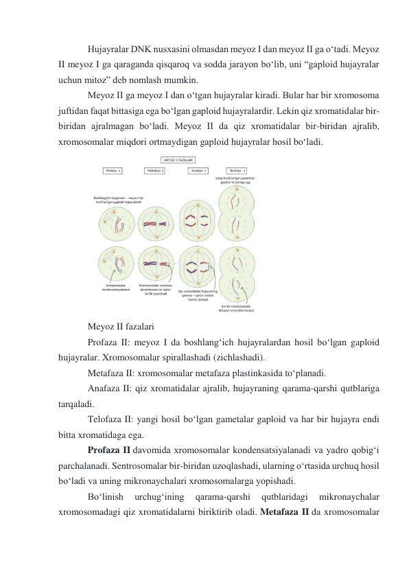 Hujayralar DNK nusxasini olmasdan meyoz I dan meyoz II ga oʻtadi. Meyoz 
II meyoz I ga qaraganda qisqaroq va sodda jarayon boʻlib, uni “gaploid hujayralar 
uchun mitoz” deb nomlash mumkin. 
Meyoz II ga meyoz I dan oʻtgan hujayralar kiradi. Bular har bir xromosoma 
juftidan faqat bittasiga ega boʻlgan gaploid hujayralardir. Lekin qiz xromatidalar bir-
biridan ajralmagan boʻladi. Meyoz II da qiz xromatidalar bir-biridan ajralib, 
xromosomalar miqdori ortmaydigan gaploid hujayralar hosil boʻladi. 
 
Meyoz II fazalari 
Profaza II: meyoz I da boshlangʻich hujayralardan hosil boʻlgan gaploid 
hujayralar. Xromosomalar spirallashadi (zichlashadi). 
Metafaza II: xromosomalar metafaza plastinkasida toʻplanadi. 
Anafaza II: qiz xromatidalar ajralib, hujayraning qarama-qarshi qutblariga 
tarqaladi. 
Telofaza II: yangi hosil boʻlgan gametalar gaploid va har bir hujayra endi 
bitta xromatidaga ega. 
Profaza II davomida xromosomalar kondensatsiyalanadi va yadro qobigʻi 
parchalanadi. Sentrosomalar bir-biridan uzoqlashadi, ularning oʻrtasida urchuq hosil 
boʻladi va uning mikronaychalari xromosomalarga yopishadi.  
Boʻlinish 
urchugʻining 
qarama-qarshi 
qutblaridagi 
mikronaychalar 
xromosomadagi qiz xromatidalarni biriktirib oladi. Metafaza II da xromosomalar 

