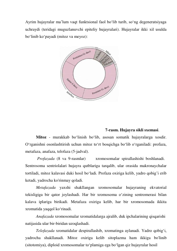 Ayrim hujayralar ma’lum vaqt funktsional faol bo‘lib turib, so‘ng degeneratsiyaga 
uchraydi (teridagi muguzlanuvchi epiteliy hujayralari). Hujayralar ikki xil usulda 
bo‘linib ko‘payadi (mitoz va meyoz): 
 
 
 
 
 
 
 
 
 
 
 
 
7-rasm. Hujayra sikli sxemasi. 
Mitoz - murakkab bo‘linish bo‘lib, asosan somatik hujayralarga xosdir. 
O‘rganishni osonlashtirish uchun mitoz to‘rt bosqichga bo‘lib o‘rganiladi: profaza, 
metafaza, anafaza, telofaza (5-jadval). 
Profazada  (8  va  9-rasmlar) 
xromosomalar  spirallashishi  boshlanadi. 
Sentrosoma sentriolalari hujayra qutblariga tarqalib, ular orasida makronaychalar 
tortiladi, mitoz kalavasi duki hosil bo‘ladi. Profaza oxiriga kelib, yadro qobig’i erib 
ketadi, yadrocha ko'rinmay qoladi. 
Metafazada yaxshi shakllangan xromosomalar hujayraning ekvatorial 
tekisligiga bir qator joylashadi. Har bir xromosoma o‘zining sentromerasi bilan 
kalava iplariga birikadi. Metafaza oxiriga kelib, har bir xromosomada ikkita 
xromatida yaqqol ko‘rinadi. 
Anafazada xromosomalar xromatidalarga ajralib, duk ipchalarining qisqarishi 
natijasida ular bir-biridan uzoqlashadi. 
Telofazada xromatidalar despirallashib, xromatinga aylanadi. Yadro qobig‘i, 
yadrocha shakllanadi. Mitoz oxiriga kelib sitoplazma ham ikkiga bo'linib 
(sitotomiya), diploid xromosomalar to‘plamiga ega bo‘lgan qiz hujayralar hosil 
