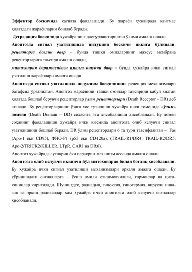 Эффектор босқичида каспаза фаоллашади. Бу жараён ҳужайрада қайтмас 
ҳолатдаги жараёнларни бошлаб беради. 
 Деградация босқичида ҳужайранинг дастурлаштирилган ўлими амалга ошади.  
Апоптозда 
сигнал 
узатилишида 
индукция 
босқичи 
иккига 
бўлинади: 
рецепторга боғлиқ давр – бунда ташқи омилларнинг махсус мембрана 
рецепторларига таъсири амалга ошади,  
митохонрия даражасидаги амалга ошувчи давр – бунда ҳужайра ички сигнал 
узатилиш жараёнлари амалга ошади.  
Апоптозда сигнал узатилишда индукция босқичининг рецепция механизмлари 
батафсил ўрганилган. Апоптоз жараёнини ташқи омиллар таъсирини қабул қилган 
ҳолатда бошлаб берувчи рецепторлар ўлим рецепторлари (Death Receptor – DR) деб 
аталади. Бу рецепторларнинг ўзига хос тузилиши ҳужайра ички томонида «ўлим» 
домени (Death Domain – DD) соҳасига эга ҳисобланиши ҳисобланади. Бу домен 
соҳанинг фаоллашиши ҳужайра ички қисмида апоптозга олиб келувчи сингал 
узатилишини бошлаб беради. DR ўлим рецепторлари 6 та тури тавсифланган –  Fas 
(Аро-1 ёки CD95), ФНО-Р1 (р55 ёки СD120а), (TRAIL-R1/DR4, TRAIL-R2/DR5, 
Apo-2/TRICK2/KILLER, LTpR, CAR1 ва DR6).  
Апоптоз ҳужайрада аутокрин ёки паракрин механизм асосида амалга ошади.  
Апоптозга олиб келувчи иккинчи йўл митохондрия билан боғлиқ ҳисобланади. 
Бу ҳужайра ички сигнал узатилиши механизмлари орқали амалга ошади. Бу 
кўринишдаги сигналларга – ўсиш омили етишмовчилиги, гормонлар ва цито-
кининлар киритилади. Шунингдек, радиация, гипоксия, гипотермия, вирусли инва-
зия ва эркин радикаллар ҳам ҳужайра ички апоптозга олиб келувчи сигналлар 
хисобланади. 
