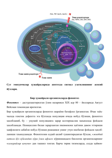  
Сут эмизувчилар ҳужайраларида апотозда сигнал узатилишнинг асосий 
йўллари. 
 
Бир ҳужайрали организмларда феноптоз 
Феноптоз – дастурлаштирилган ўлим назарияси XIX аср 80 – йилларида Август 
Вейсман томонидан яратилган.  
Бир ҳужайрали организмларда феноптоз жараёни батафсил ўрганилган. Ичак таёқ-
часида генетик дефектга эга бўлганда популяция ичида нобуд бўлиши, феноптоз 
ҳисобланиб, бу – умумий популяцияга зарар келтирмаслик маъносида фойдали 
ҳисобланади. Пенициллин билан зарарланган пневмококк ҳаётини давом эттириши 
ҳавфлилиги сабабли нобуд бўлиши реакцияси унинг учун нисбатан фойдали ҳисоб-
ланиши таъкидланади. Феноптозни оддий қилиб тушинтирадиган бўлсак, «жиддий 
хатога йўл қўйгандан кўра ўлим афзал» кўринишидаги биологик организмларнинг 
«самурайлар қонуни» дан ташкил топган. Барча тирик тизимларда, содда ҳайвон-
