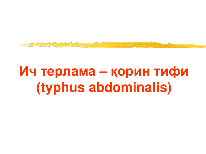 Ич терлама – қорин тифи 
(typhus abdominalis)
