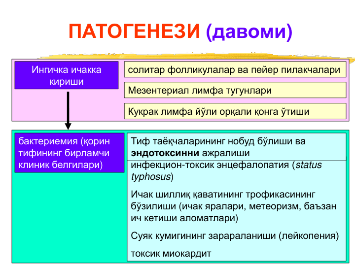 ПАТОГЕНЕЗИ (давоми)
инфекцион-токсик энцефалопатия (status 
typhosus)
Ичак шиллиқ қаватининг трофикасининг 
бўзилиши (ичак яралари, метеоризм, баъзан
ич кетиши аломатлари)
Суяк кумигининг зарараланиши (лейкопения)
токсик миокардит
Ингичка ичакка 
кириши
солитар фолликулалар ва пейер пилакчалари
Мезентериал лимфа тугунлари
Кукрак лимфа йўли орқали қонга ўтиши
бактериемия (қорин 
тифининг бирламчи 
клиник белгилари)
Тиф таёқчаларининг нобуд бўлиши ва 
эндотоксинни ажралиши
