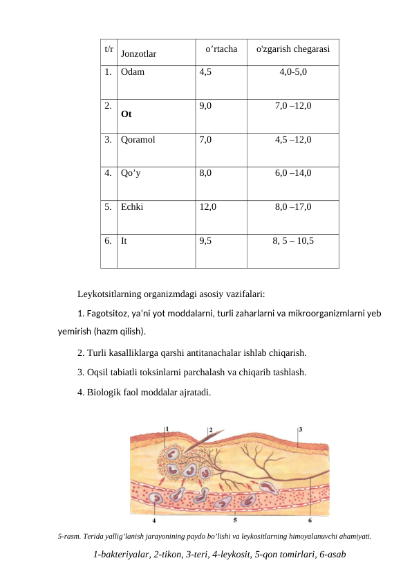 t/r Jonzotlar
o’rtacha
o'zgarish chegarasi
1.
Odam
4,5
4,0-5,0
2.
Ot
9,0
7,0 –12,0
3.
Qoramol
7,0
4,5 –12,0
4.
Qo’y
8,0
6,0 –14,0
5.
Echki
12,0
8,0 –17,0
6.
It
9,5
8, 5 – 10,5
Leykotsitlarning organizmdagi asosiy vazifalari:
1. Fagotsitoz, ya’ni yot moddalarni, turli zaharlarni va mikroorganizmlarni yeb
yemirish (hazm qilish).
2. Turli kasalliklarga qarshi antitanachalar ishlab chiqarish.
3. Oqsil tabiatli toksinlarni parchalash va chiqarib tashlash.
4. Biologik faol moddalar ajratadi. 
5-rasm. Terida yallig’lanish jarayonining paydo bo’lishi va leykositlarning himoyalanuvchi ahamiyati.
1-bakteriyalar, 2-tikon, 3-teri, 4-leykosit, 5-qon tomirlari, 6-asab

