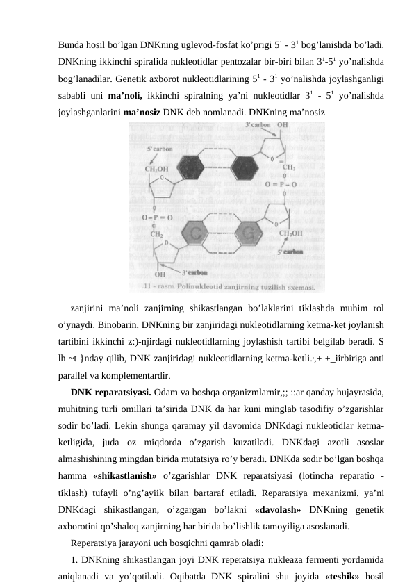 Bunda hosil bo’lgan DNKning uglevod-fosfat ko’prigi 51 - 31 bog’lanishda bo’ladi.
DNKning ikkinchi spiralida nukleotidlar pentozalar bir-biri bilan 31-51 yo’nalishda
bog’lanadilar. Genetik axborot nukleotidlarining 51 - 31 yo’nalishda joylashganligi
sababli uni  ma’noli,  ikkinchi spiralning ya’ni nukleotidlar 31 - 51 yo’nalishda
joylashganlarini ma’nosiz DNK deb nomlanadi. DNKning ma’nosiz
 
zanjirini  ma’noli  zanjirning  shikastlangan  bo’laklarini  tiklashda  muhim  rol
o’ynaydi. Binobarin, DNKning bir zanjiridagi nukleotidlarning ketma-ket joylanish
tartibini ikkinchi z:)-njirdagi nukleotidlarning joylashish tartibi belgilab beradi. S
lh ~t }nday qilib, DNK zanjiridagi nukleotidlarning ketma-ketli.,,+ +_iirbiriga anti
parallel va komplementardir.
DNK reparatsiyasi. Odam va boshqa organizmlarnir,;; ::ar qanday hujayrasida,
muhitning turli omillari ta’sirida DNK da har kuni minglab tasodifiy o’zgarishlar
sodir bo’ladi. Lekin shunga qaramay yil davomida DNKdagi nukleotidlar ketma-
ketligida,  juda  oz  miqdorda  o’zgarish  kuzatiladi.  DNKdagi  azotli  asoslar
almashishining mingdan birida mutatsiya ro’y beradi. DNKda sodir bo’lgan boshqa
hamma  «shikastlanish»  o’zgarishlar  DNK  reparatsiyasi  (lotincha  reparatio  -
tiklash)  tufayli  o’ng’ayiik bilan bartaraf  etiladi. Reparatsiya  mexanizmi, ya’ni
DNKdagi  shikastlangan,  o’zgargan  bo’lakni  «davolash»  DNKning  genetik
axborotini qo’shaloq zanjirning har birida bo’lishlik tamoyiliga asoslanadi.
Reperatsiya jarayoni uch bosqichni qamrab oladi:
1. DNKning shikastlangan joyi DNK reperatsiya nukleaza fermenti yordamida
aniqlanadi  va  yo’qotiladi.  Oqibatda  DNK  spiralini  shu  joyida  «teshik»  hosil
