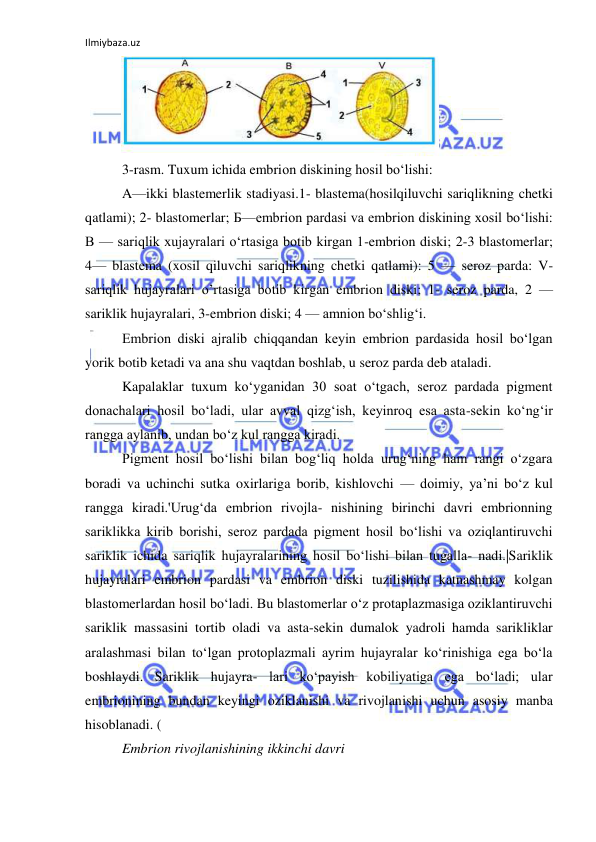 Ilmiybaza.uz 
 
 
3-rasm. Tuxum ichida embrion diskining hosil bo‘lishi: 
A—ikki blastemerlik stadiyasi.1- blastema(hosilqiluvchi sariqlikning chetki 
qatlami); 2- blastomerlar; Б—embrion pardasi va embrion diskining xosil bo‘lishi: 
В — sariqlik xujayralari o‘rtasiga botib kirgan 1-embrion diski; 2-3 blastomerlar; 
4— blastema (xosil qiluvchi sariqlikning chetki qatlami): 5 — seroz parda: V- 
sariqlik hujayralari o’rtasiga botib kirgan embrion diski; 1- seroz parda, 2 — 
sariklik hujayralari, 3-embrion diski; 4 — amnion bo‘shlig‘i. 
Embrion diski ajralib chiqqandan keyin embrion pardasida hosil bo‘lgan 
yorik botib ketadi va ana shu vaqtdan boshlab, u seroz parda deb ataladi. 
Kapalaklar tuxum ko‘yganidan 30 soat o‘tgach, seroz pardada pigment 
donachalari hosil bo‘ladi, ular avval qizg‘ish, keyinroq esa asta-sekin ko‘ng‘ir 
rangga aylanib, undan bo‘z kul rangga kiradi. 
Pigment hosil bo‘lishi bilan bog‘liq holda urug‘ning ham rangi o‘zgara 
boradi va uchinchi sutka oxirlariga borib, kishlovchi — doimiy, ya’ni bo‘z kul 
rangga kiradi.'Urug‘da embrion rivojla- nishining birinchi davri embrionning 
sariklikka kirib borishi, seroz pardada pigment hosil bo‘lishi va oziqlantiruvchi 
sariklik ichida sariqlik hujayralarining hosil bo‘lishi bilan tugalla- nadi.|Sariklik 
hujayralari embrion pardasi va embrion diski tuzilishida katnashmay kolgan 
blastomerlardan hosil bo‘ladi. Bu blastomerlar o‘z protaplazmasiga oziklantiruvchi 
sariklik massasini tortib oladi va asta-sekin dumalok yadroli hamda sarikliklar 
aralashmasi bilan to‘lgan protoplazmali ayrim hujayralar ko‘rinishiga ega bo‘la 
boshlaydi. Sariklik hujayra- lari ko‘payish kobiliyatiga ega bo‘ladi; ular 
embrionining bundan keyingi oziklanishi va rivojlanishi uchun asosiy manba 
hisoblanadi. ( 
Embrion rivojlanishining ikkinchi davri 
