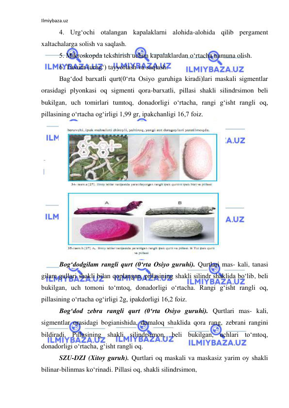 Ilmiybaza.uz 
 
4. Urg‘ochi otalangan kapalaklarni alohida-alohida qilib pergament 
xaltachalarga solish va saqlash. 
5. Mikroskopda tekshirish uchun kapalaklardan o‘rtacha namuna olish. 
6. Tuxum (urug‘) tayyorlash va saqlash. 
Bag‘dod barxatli qurt(0‘rta Osiyo guruhiga kiradi)lari maskali sigmentlar 
orasidagi plyonkasi oq sigmenti qora-barxatli, pillasi shakli silindrsimon beli 
bukilgan, uch tomirlari tumtoq, donadorligi o‘rtacha, rangi g‘isht rangli oq, 
pillasining o‘rtacha og‘irligi 1,99 gr, ipakchanligi 16,7 foiz. 
 
Bog‘dodgilam rangli qurt (0‘rta Osiyo guruhi). Qurtlari mas- kali, tanasi 
gilam gullari shakli bilan qoplangan, pillasining shakli silindr shaklida bo‘lib, beli 
bukilgan, uch tomoni to‘mtoq, donadorligi o‘rtacha. Rangi g‘isht rangli oq, 
pillasining o‘rtacha og‘irligi 2g, ipakdorligi 16,2 foiz. 
Bog‘dod zebra rangli qurt (0‘rta Osiyo guruhi). Qurtlari mas- kali, 
sigmentlar orasidagi bogianishida, dumaloq shaklida qora rang, zebrani rangini 
bildiradi. Pillasining shakli silindrsimon, beli bukilgan, uchlari to‘mtoq, 
donadorligi o‘rtacha, g‘isht rangli oq. 
SZU-DZI (Xitoy guruh). Qurtlari oq maskali va maskasiz yarim oy shakli 
bilinar-bilinmas ko‘rinadi. Pillasi oq, shakli silindrsimon, 
