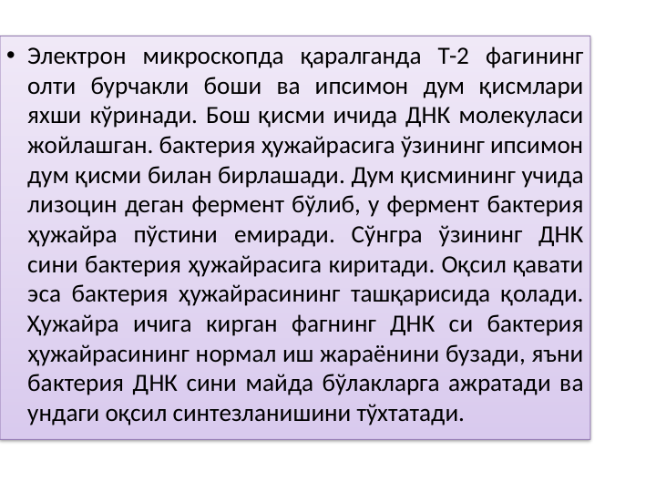 • Электрон микроскопда қаралганда Т-2 фагининг 
олти бурчакли боши ва ипсимон дум қисмлари 
яхши кўринади. Бош қисми ичида ДНК молекуласи 
жойлашган. бактерия ҳужайрасига ўзининг ипсимон 
дум қисми билан бирлашади. Дум қисмининг учида 
лизоцин деган фермент бўлиб, у фермент бактерия 
ҳужайра пўстини емиради. Сўнгра ўзининг ДНК 
сини бактерия ҳужайрасига киритади. Оқсил қавати 
эса бактерия ҳужайрасининг ташқарисида қолади. 
Ҳужайра ичига кирган фагнинг ДНК си бактерия 
ҳужайрасининг нормал иш жараёнини бузади, яъни 
бактерия ДНК сини майда бўлакларга ажратади ва 
ундаги оқсил синтезланишини тўхтатади. 
