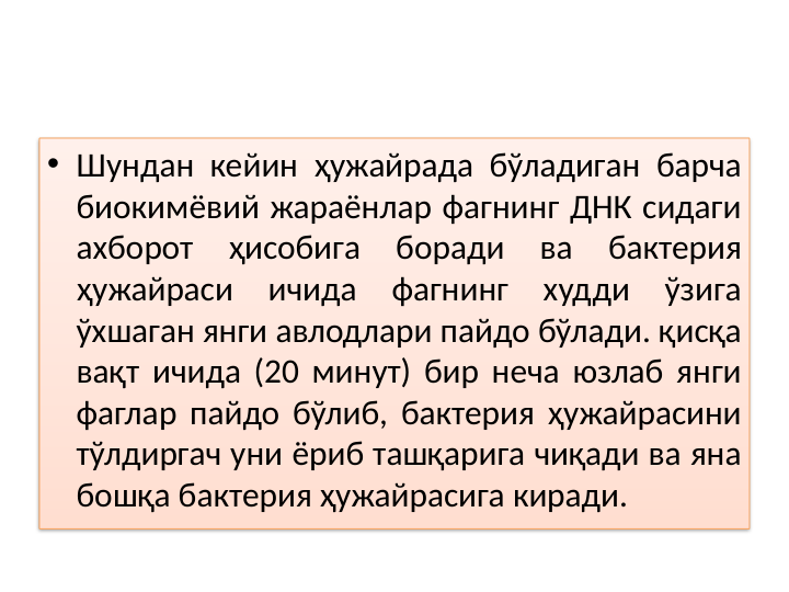 • Шундан кейин ҳужайрада бўладиган барча 
биокимёвий жараёнлар фагнинг ДНК сидаги 
ахборот 
ҳисобига 
боради 
ва 
бактерия 
ҳужайраси ичида фагнинг худди ўзига 
ўхшаган янги авлодлари пайдо бўлади. қисқа 
вақт ичида (20 минут) бир неча юзлаб янги 
фаглар пайдо бўлиб, бактерия ҳужайрасини 
тўлдиргач уни ёриб ташқарига чиқади ва яна 
бошқа бактерия ҳужайрасига киради.

