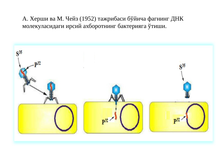 А. Херши ва М. Чейз (1952) тажрибаси бўйича фагнинг ДНК 
молекуласидаги ирсий ахборотнинг бактерияга ўтиши.
