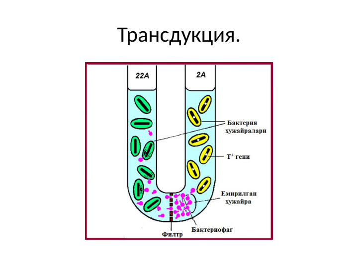 Трансдукция.
