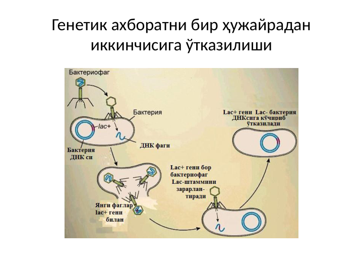 Генетик ахборатни бир ҳужайрадан 
иккинчисига ўтказилиши

